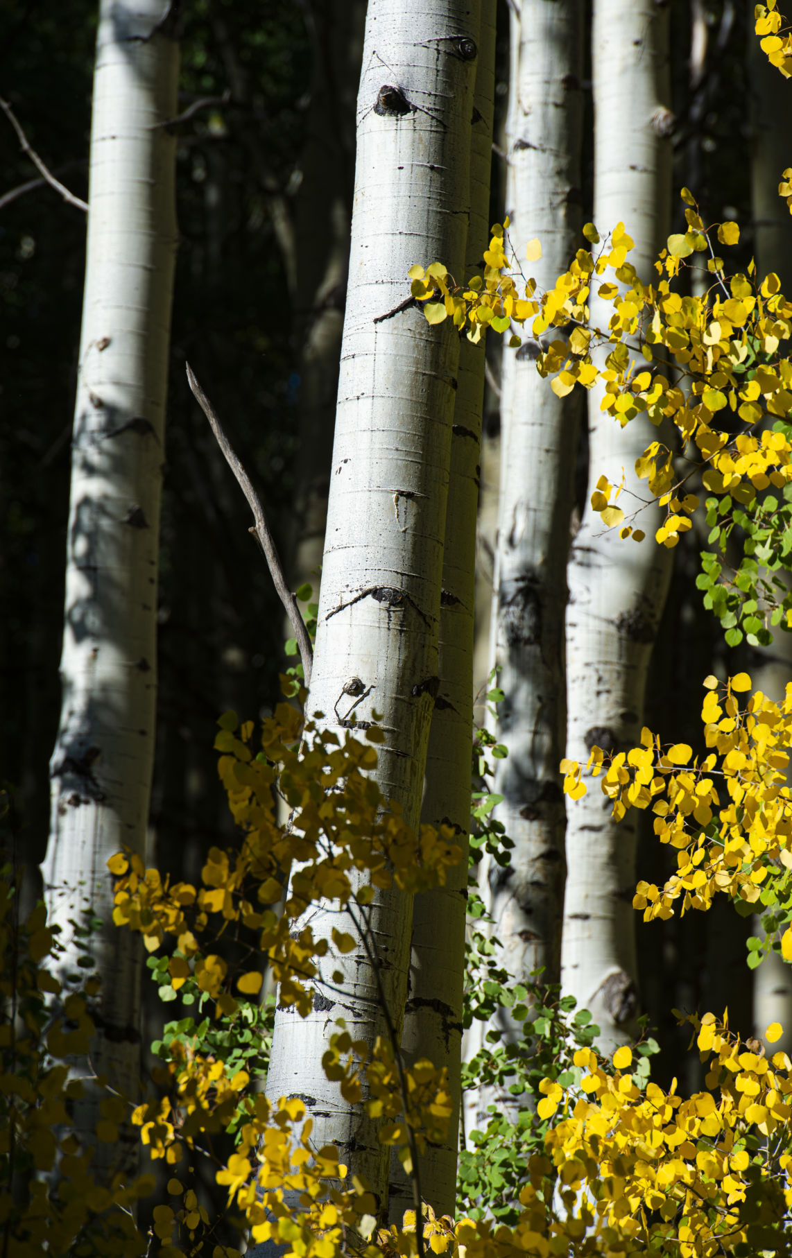 09_25_19 crested butte1761.jpg